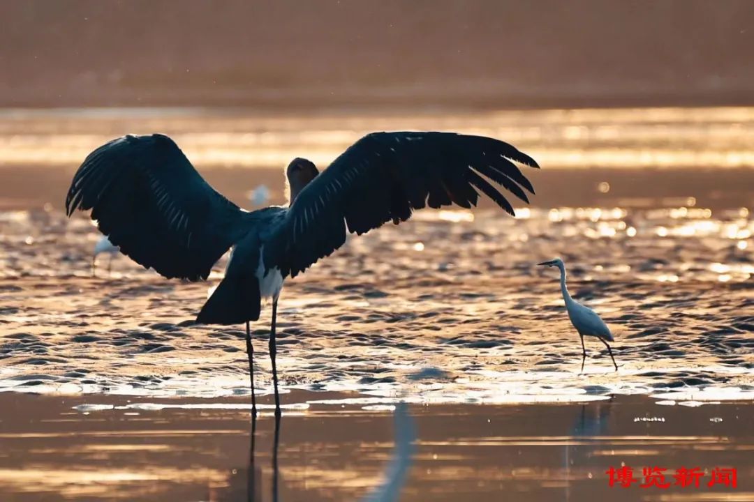 濒临绝迹物种——秃鹳现身淄博