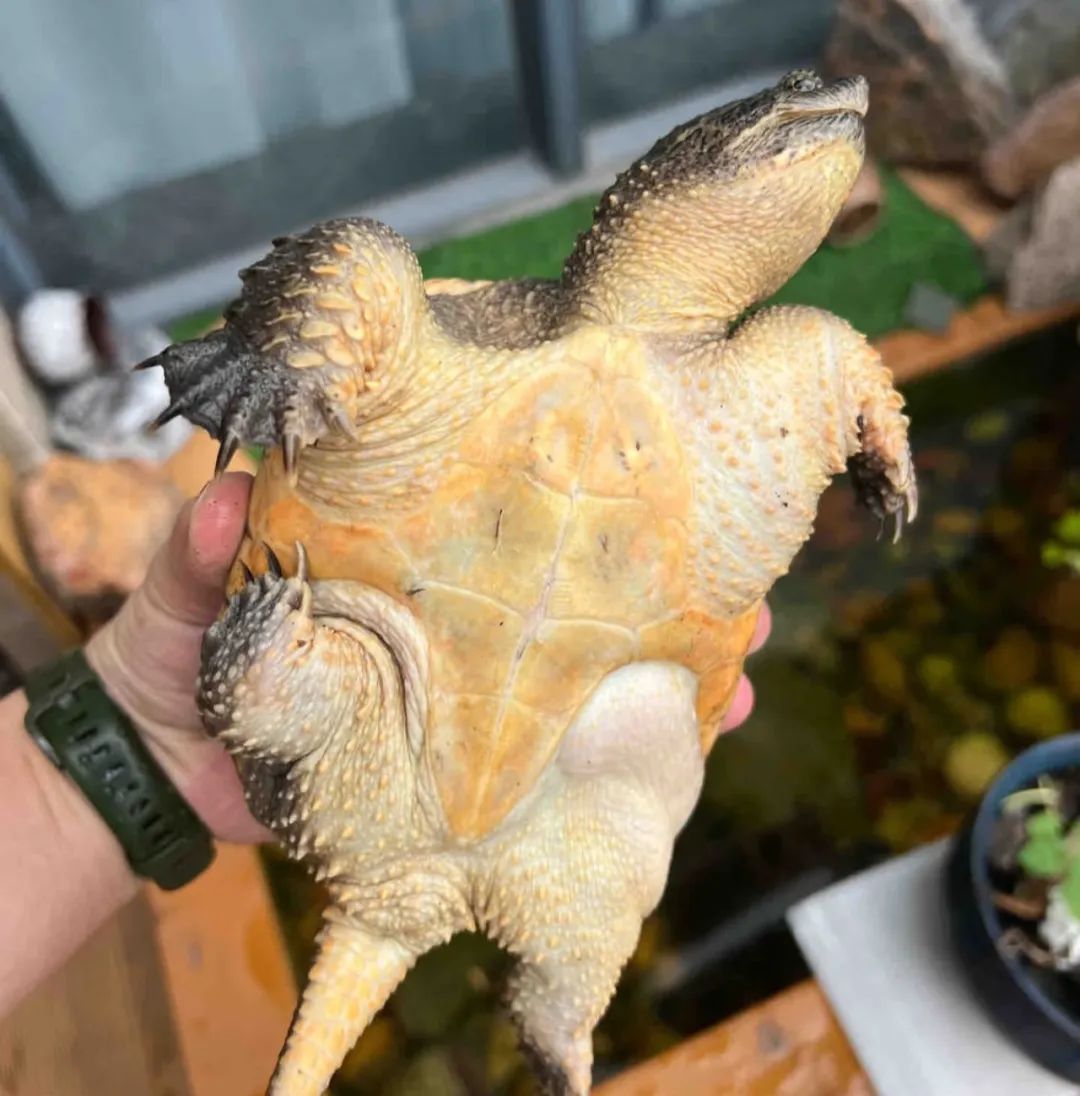 凶猛霸气的龟