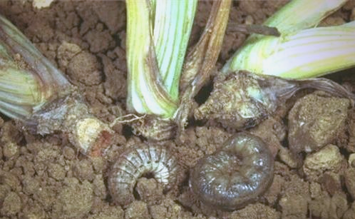 马铃薯地老虎危害的有效防治方法