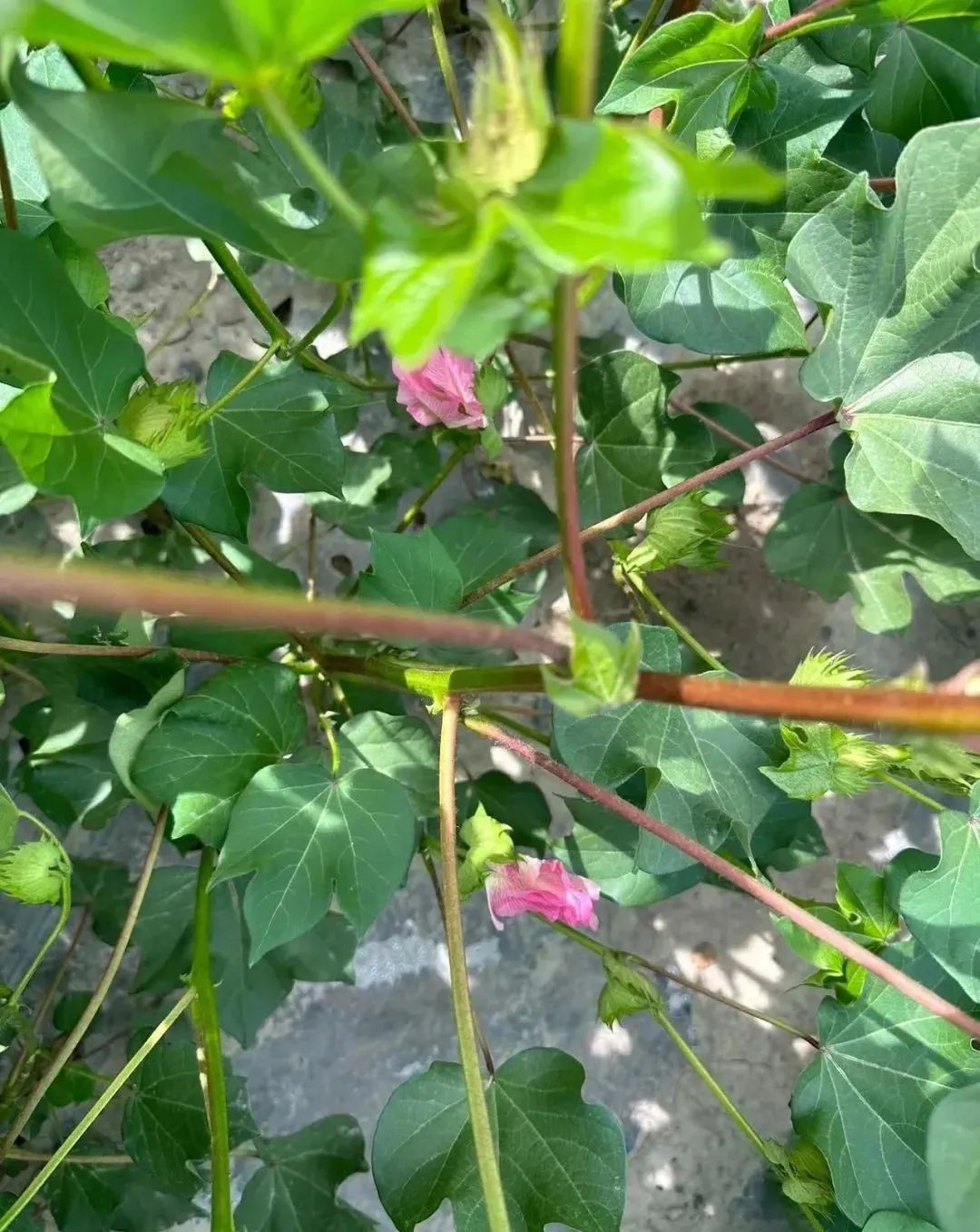 棉花蕾期,开花期和打顶期调控指标及措施