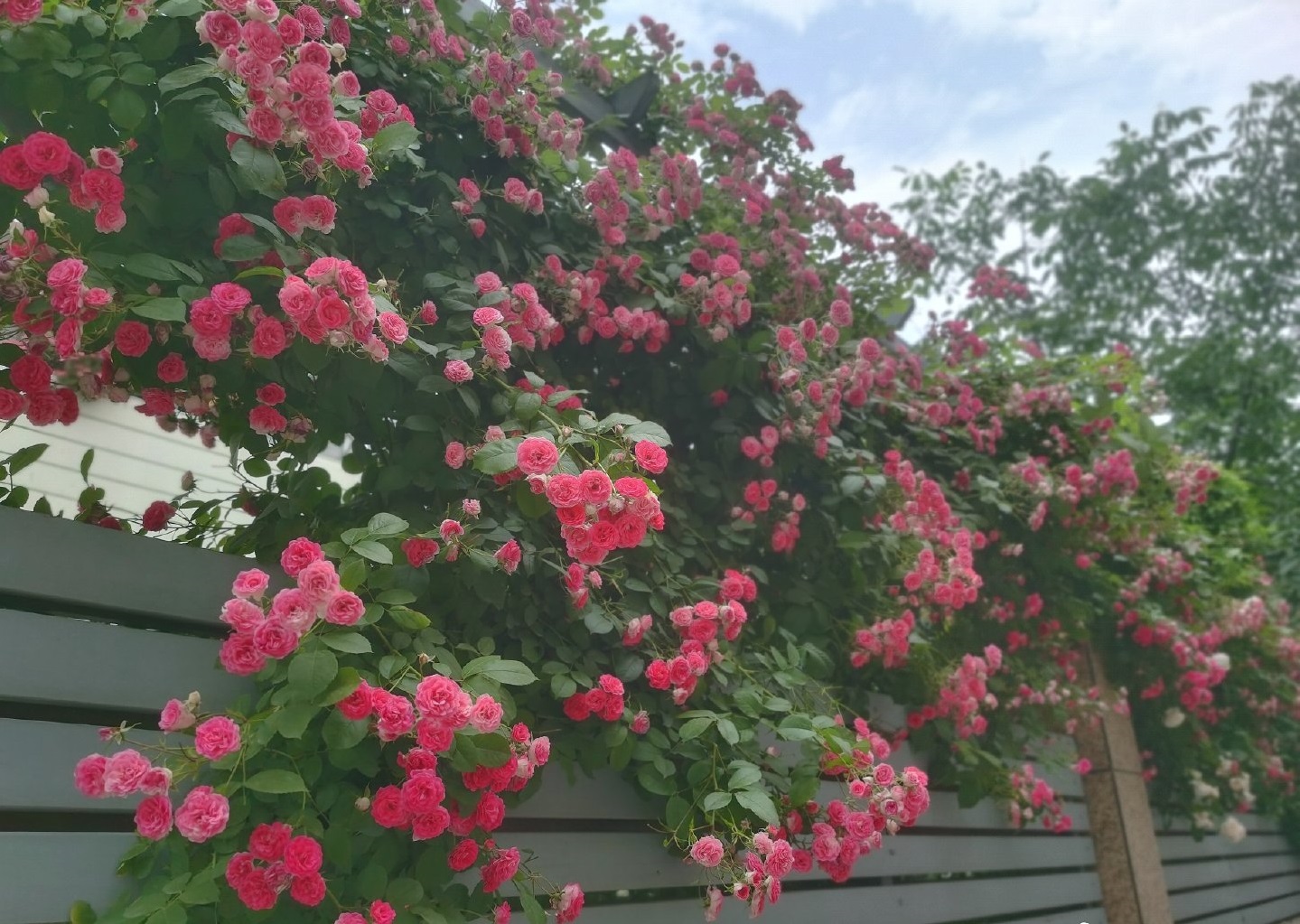 蔷薇花多数一年只开一季,而胭脂扣这款月季和蔷薇的"后代",具有多季节
