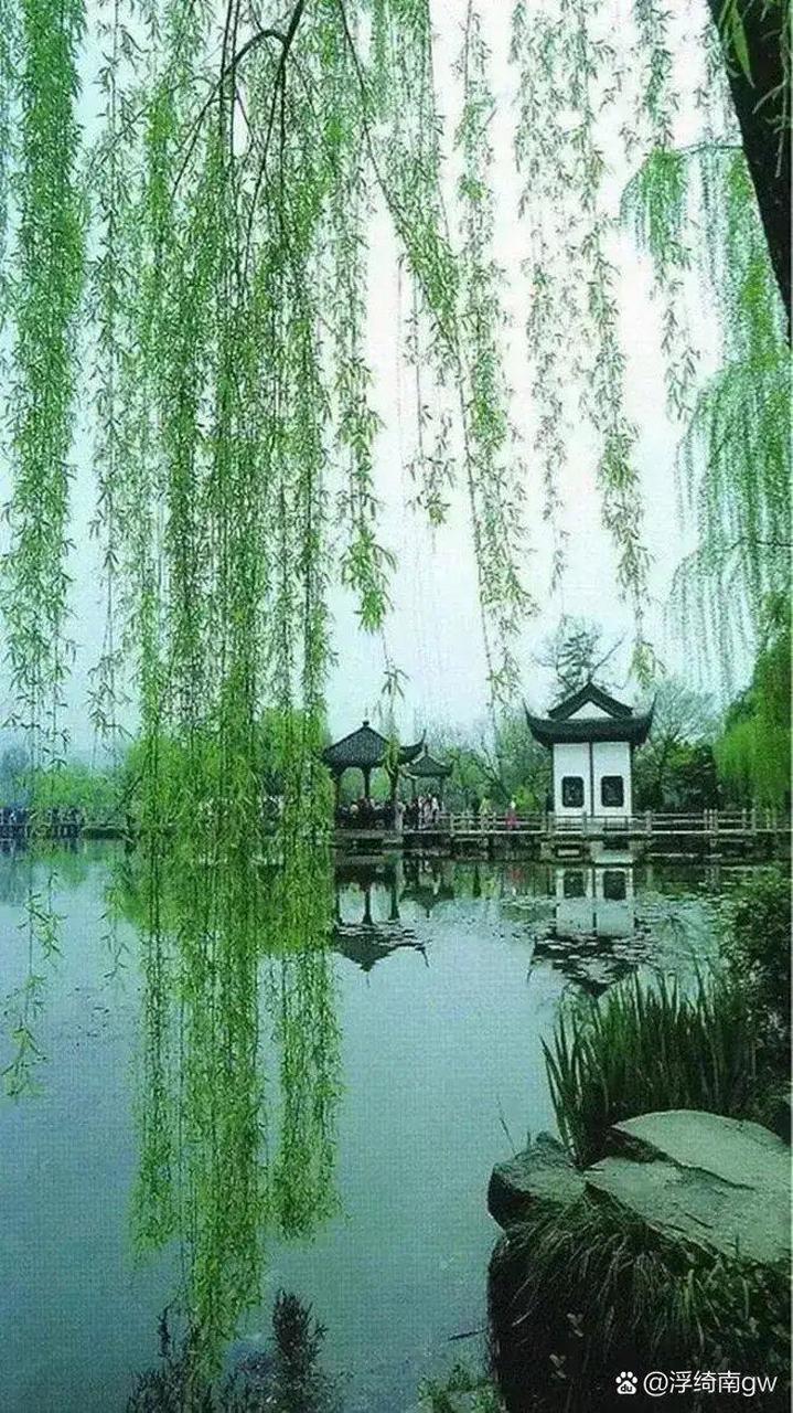 春天 欣赏美丽的柳树美景 心情美美哒!