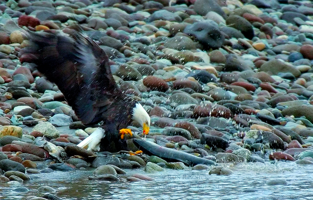鲑鱼洄游:一场生命与自然的奇妙旅程