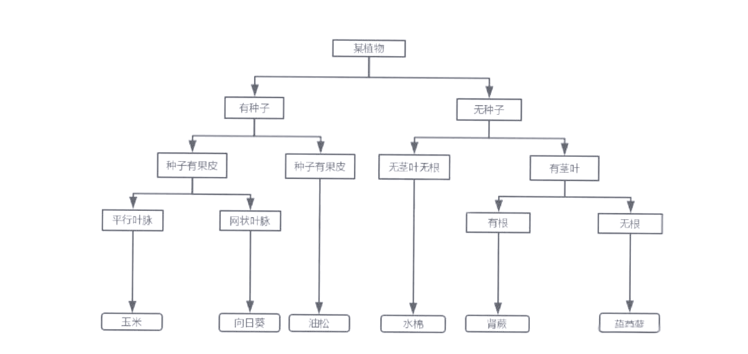 揭秘植物分类检索表:定距与平行法的优劣