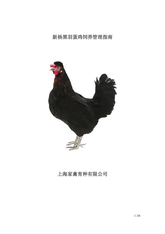 新杨黑蛋鸡饲养管理手册
