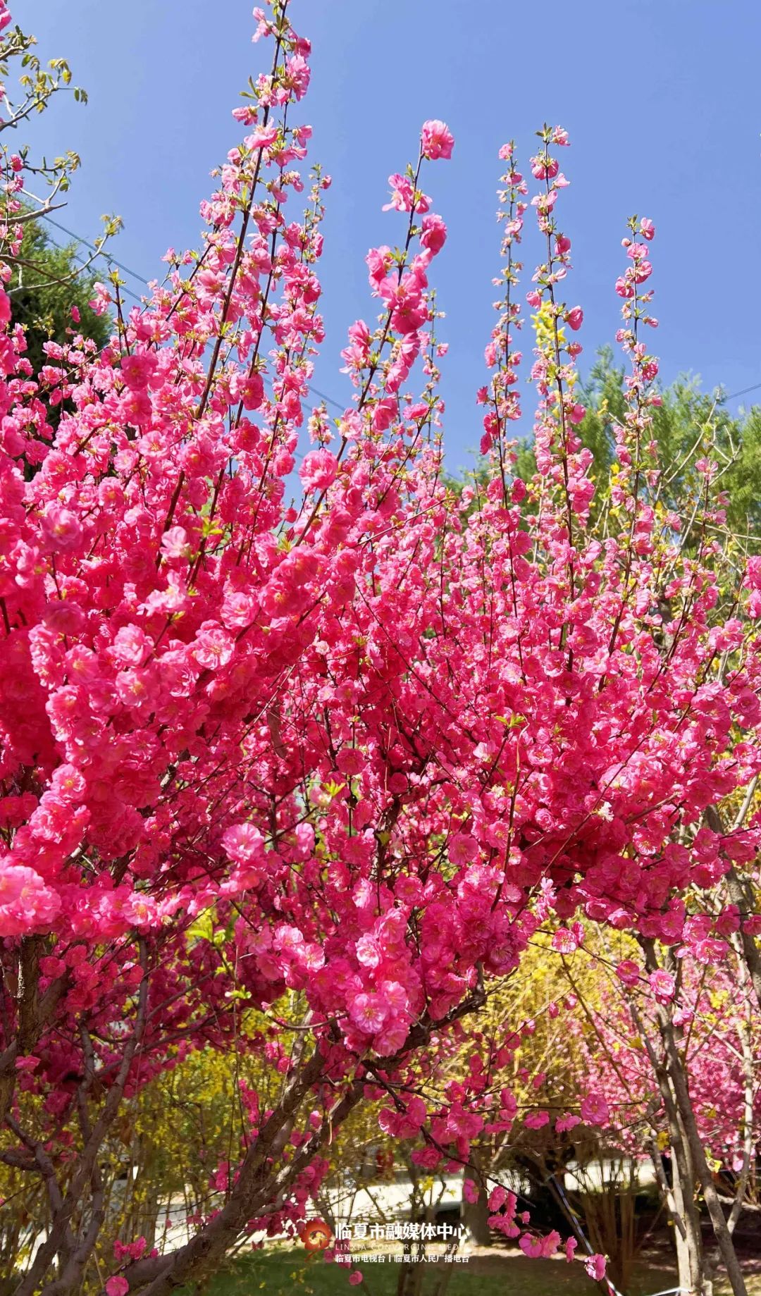 碧桃花期图片