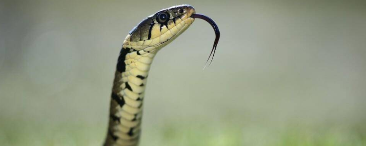 满腹经纶打一个动物