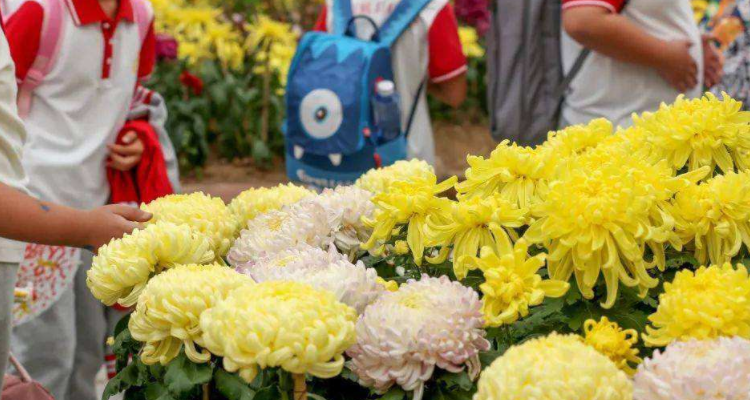 东钱湖菊花展在什么地方