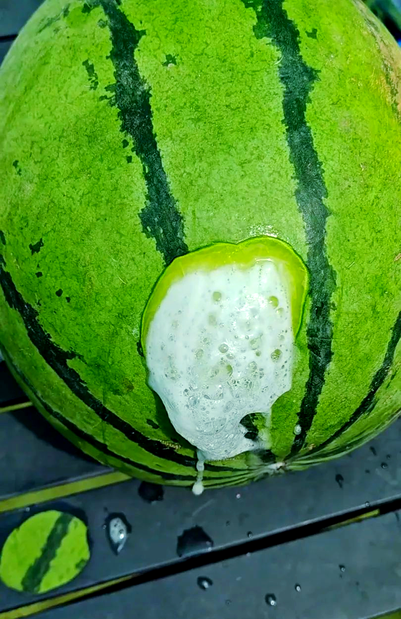 吉林男子惊现西瓜中的异状,引发疑虑:"难道西瓜中暑了?