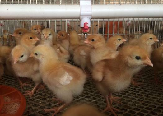 雏鸡的饲养与管理