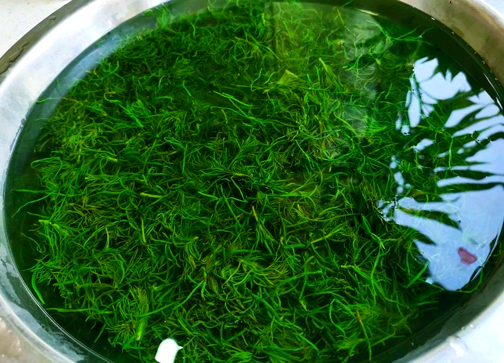 高营养野菜碱蓬菜,生长于盐碱地,自带盐味,适合包饺子等美食制作
