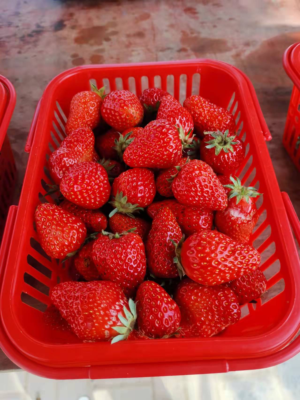 安九公路春日即景