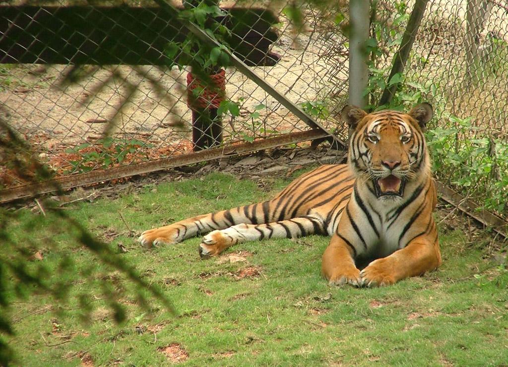 圈养的华南虎总共有184只,为什么说它们仍有灭绝的风险?