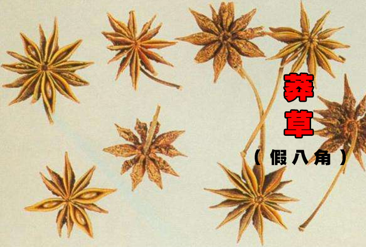 最后,我们可以通过味觉来分辨,尝一下,八角味甜,莽草味酸.