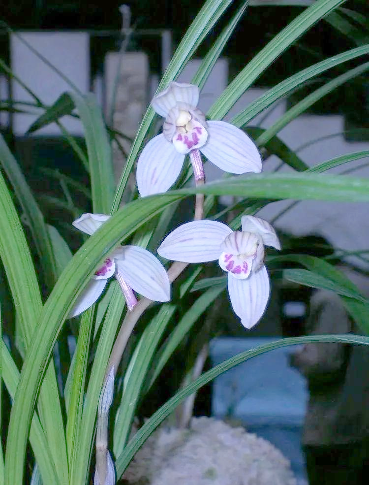 素冠荷鼎:一种具有多重意义的植物宝藏