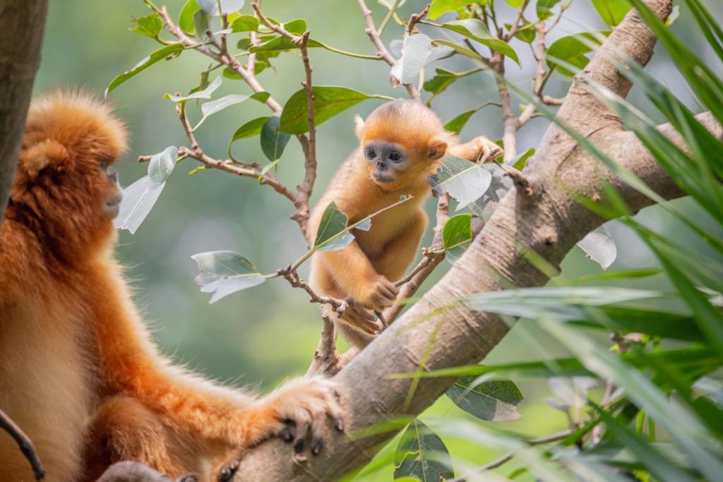 滇金丝猴幼崽图片