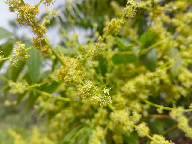 香椿和臭椿,真会对着来呀!
