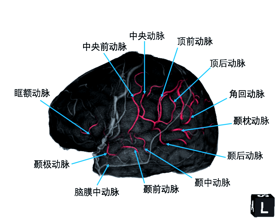 大脑中动脉的影像解剖特点详解