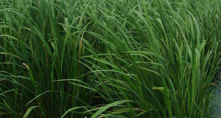 茭白是什么植物