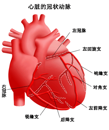 体检发现心脏变大意味着什么?