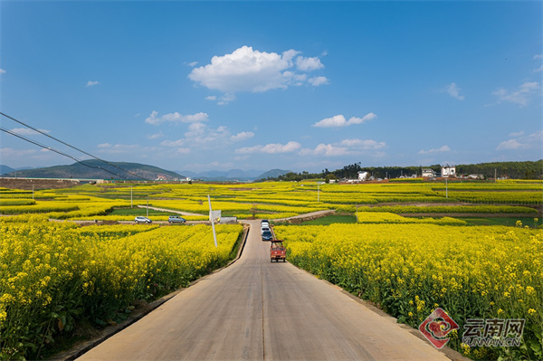 保山隆阳区丙麻乡:3.5万亩油菜花绽放美不胜收