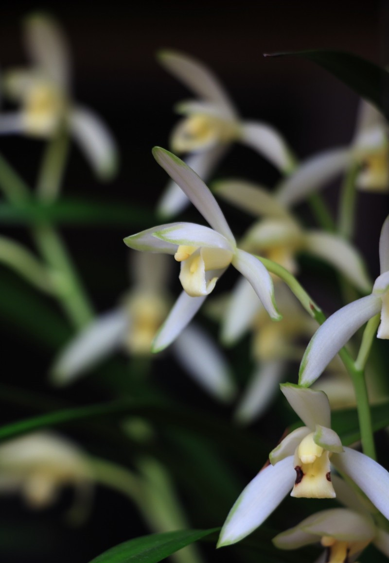 我国少有的"雪中兰花",曾火遍大江南北,现物美价廉,你家有吗