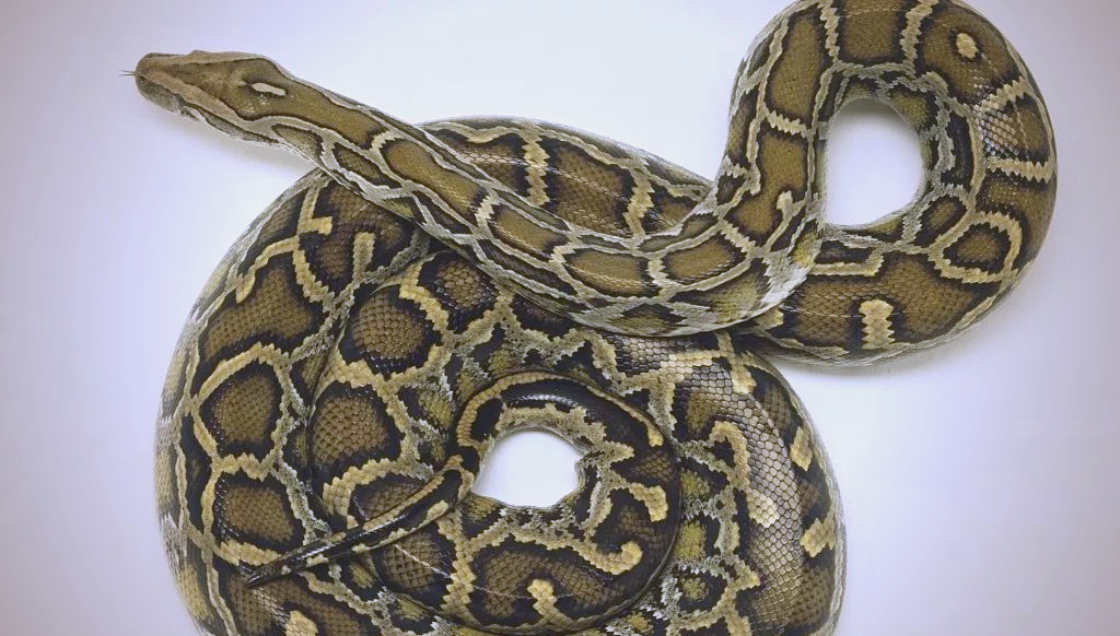 缅甸蟒:世界上巨型的蛇类之一