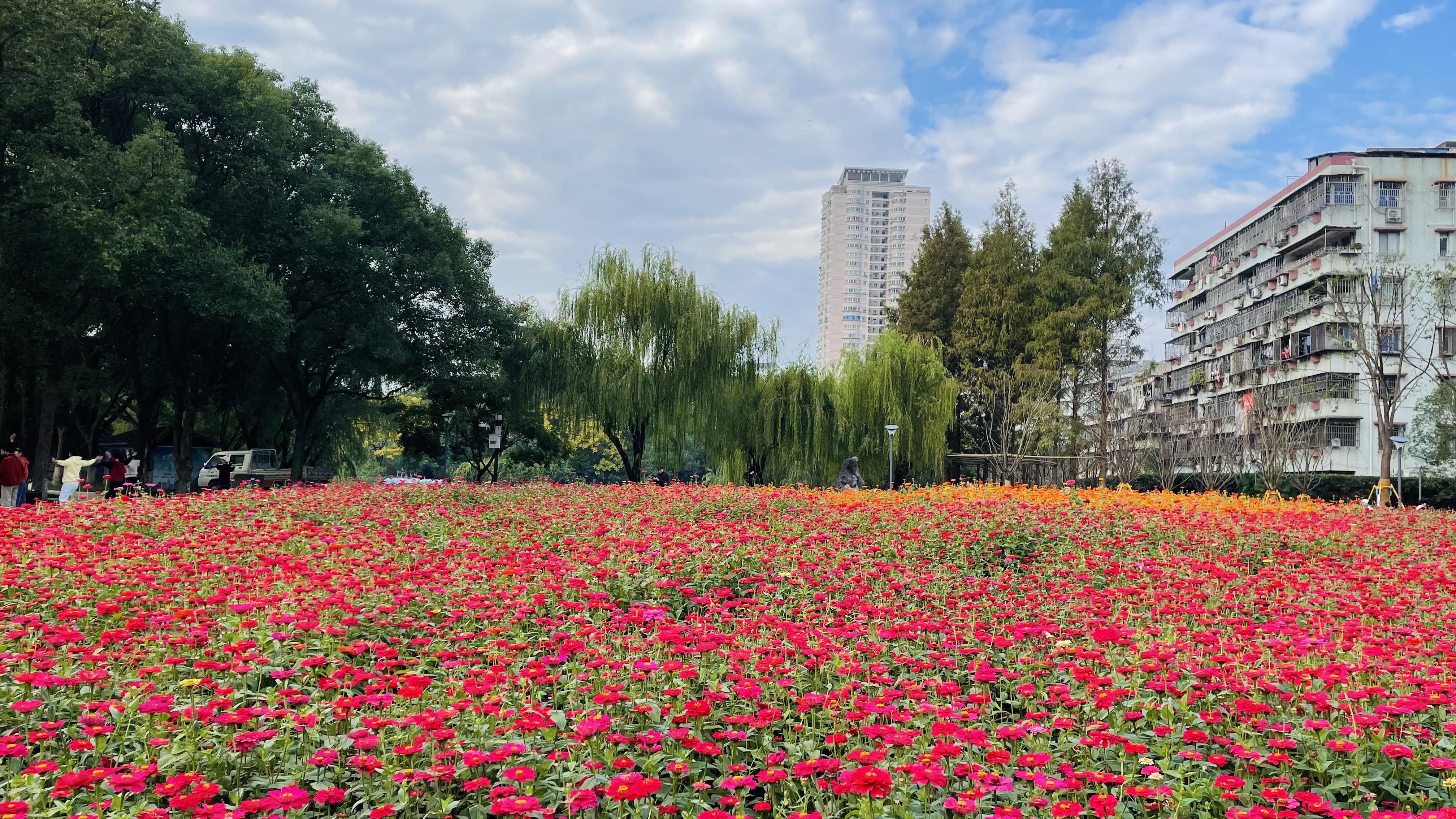 硫华菊,百日草……马鞍池公园冬日花海上新,缤纷依旧