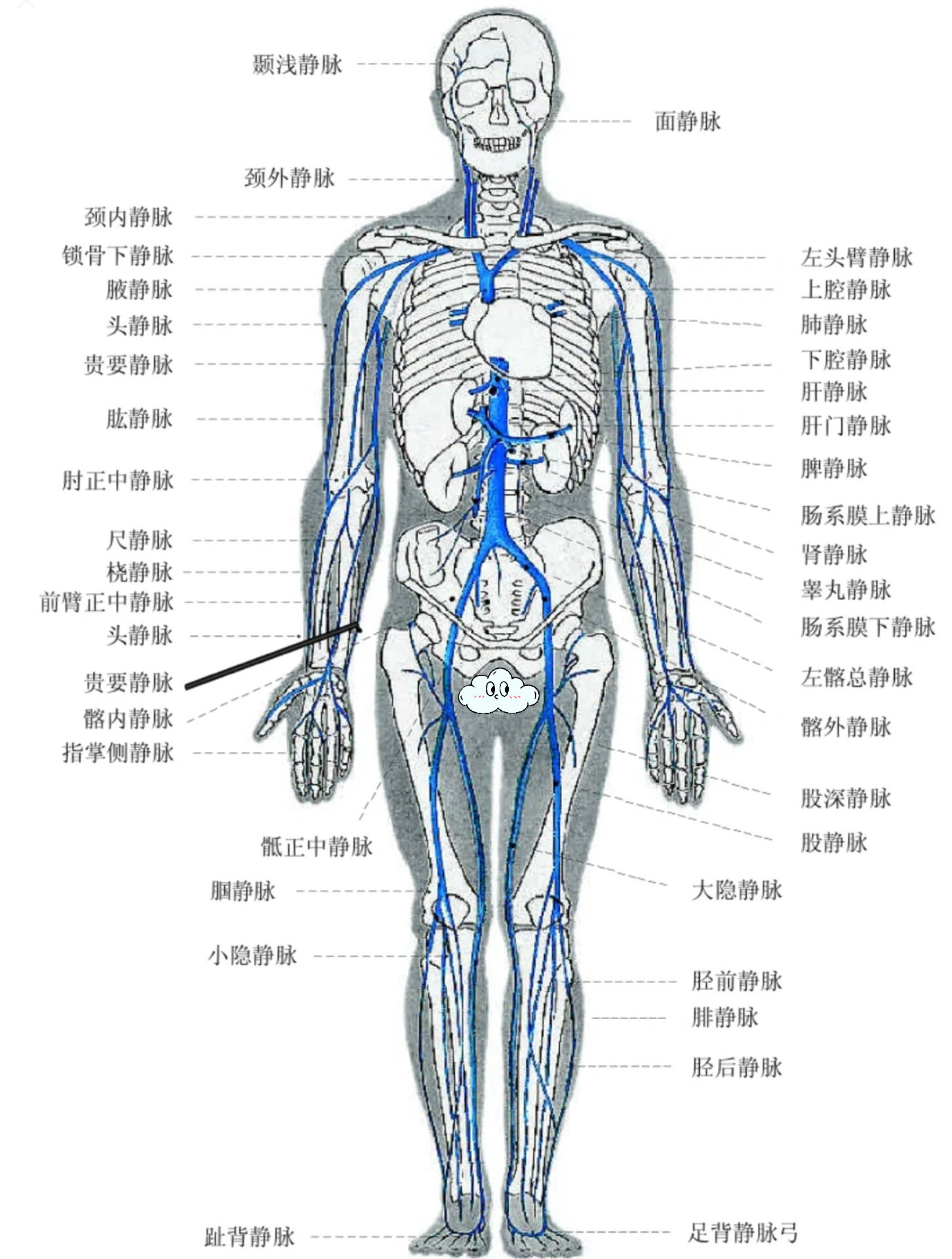 人体解剖学 第九章 脉管系统