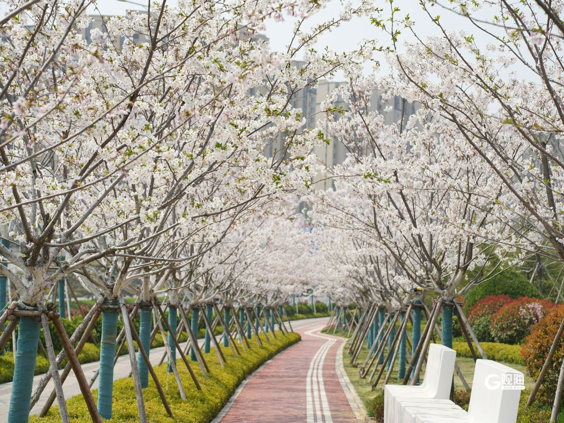 青岛樱花小镇图片