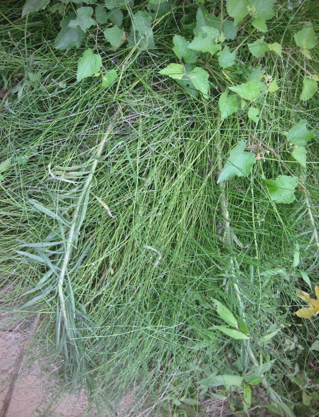 节节草:清肝明目,利九窍,治跌伤的多功能本草