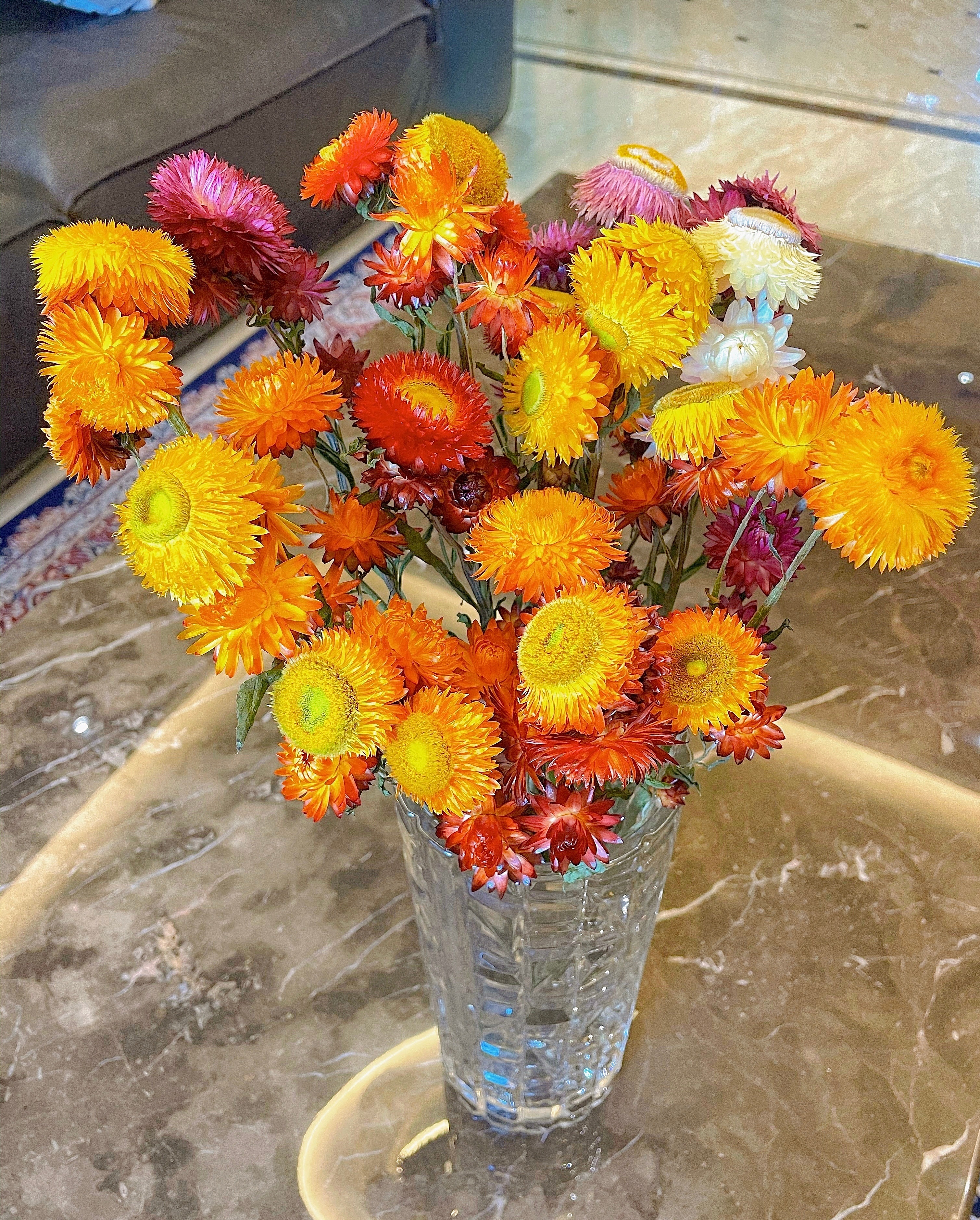 阳台还有位置,可以养"麦秆菊",美得像假花,花期长,养护简单