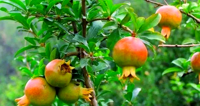 石榴桃蛀螟虫害的全面介绍与防治方法