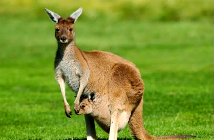 袋狮:一种与狮子外形相似,却与狮子无关的澳洲有袋类动物