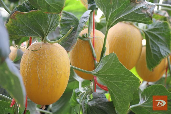 敦煌市莫高镇头茬蜜瓜鲜行上市甜蜜经济助推乡村振兴