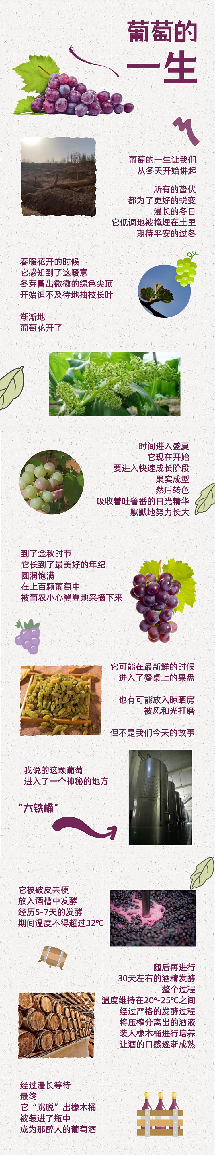 一颗葡萄的一生