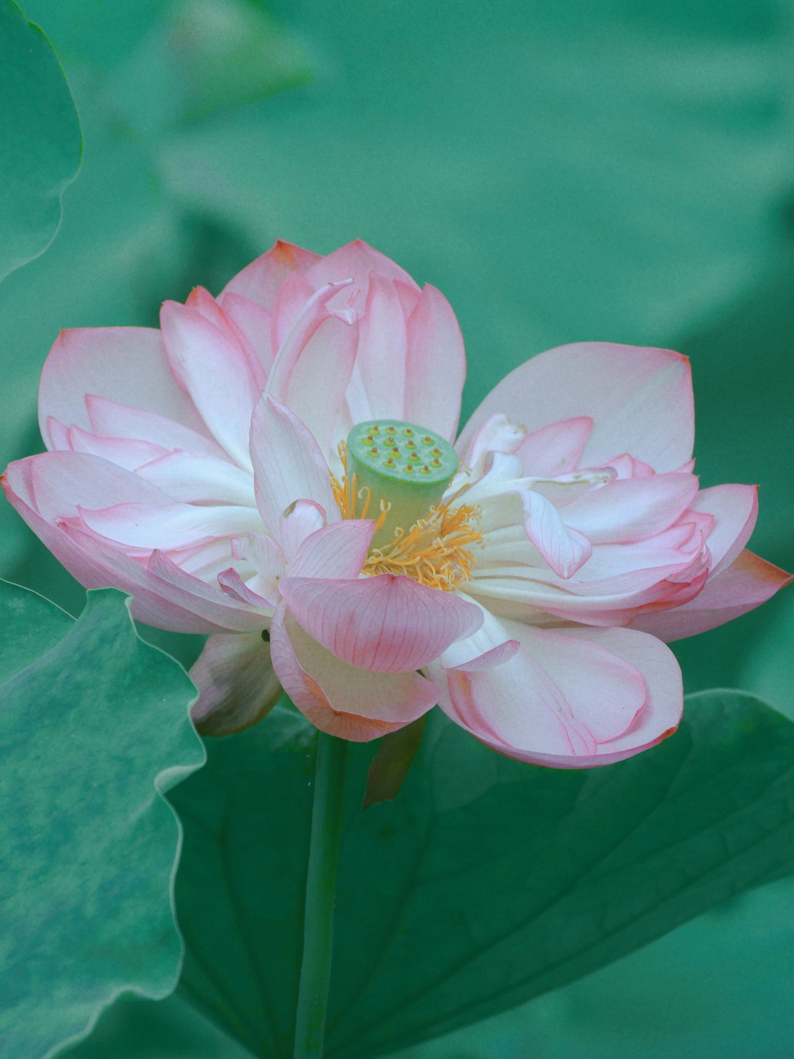 强烈推荐6015去广元一定要逛凤凰山公园