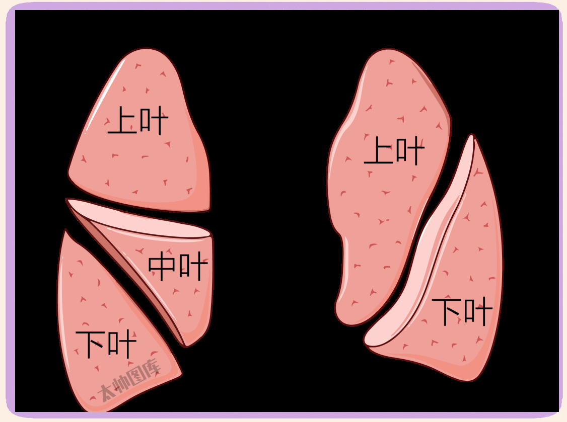 肺分叶分段的详细位置,结构及影像学标志解析