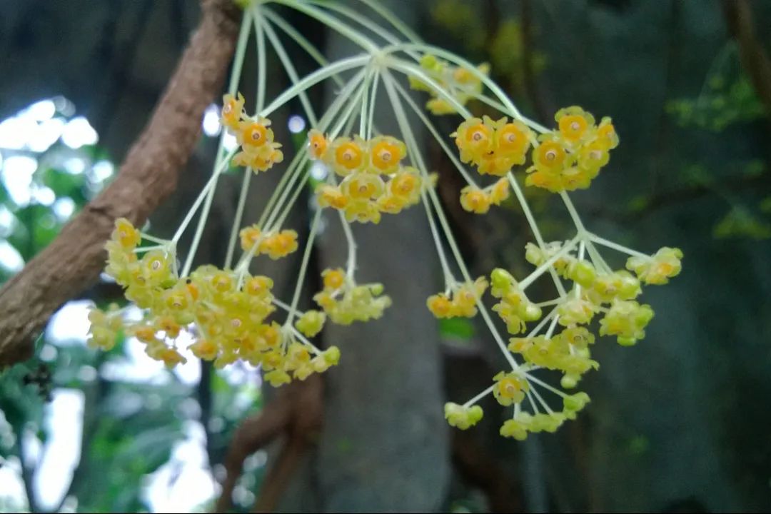 冬季來溫室裡看熱帶雨林吧~