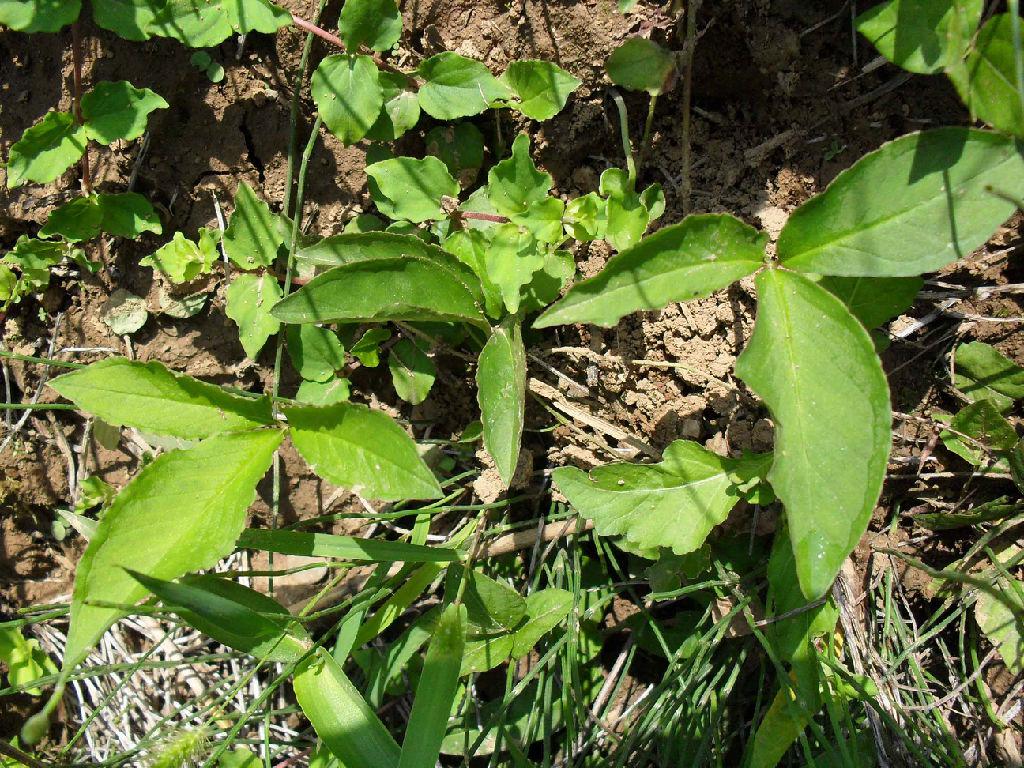 大豆地里常见,儿时常采挖卖钱,殊不知半夏有毒,种植要