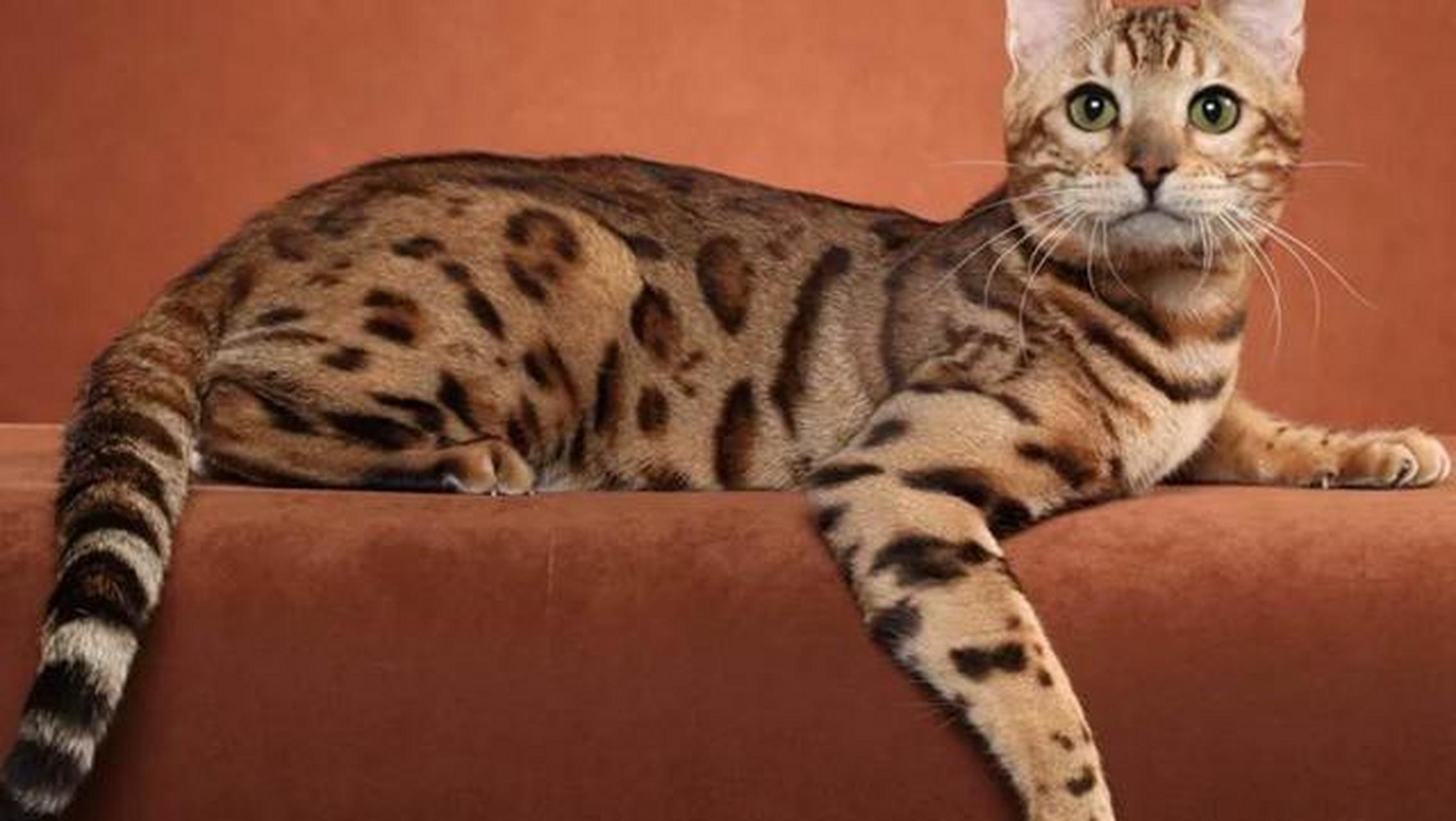 "山东济南,女子花5800元买了一只孟加拉猫,可养了几天后,卖家却给她