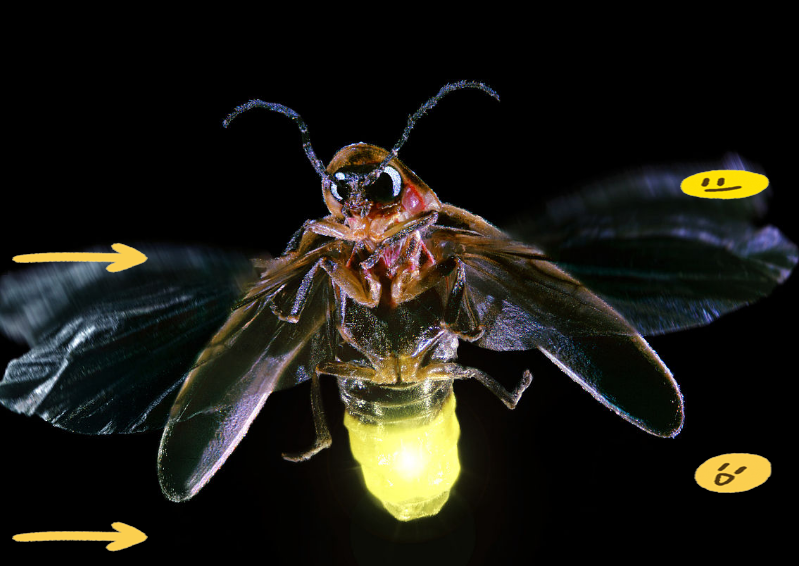 昆虫世界中的萤火虫探秘