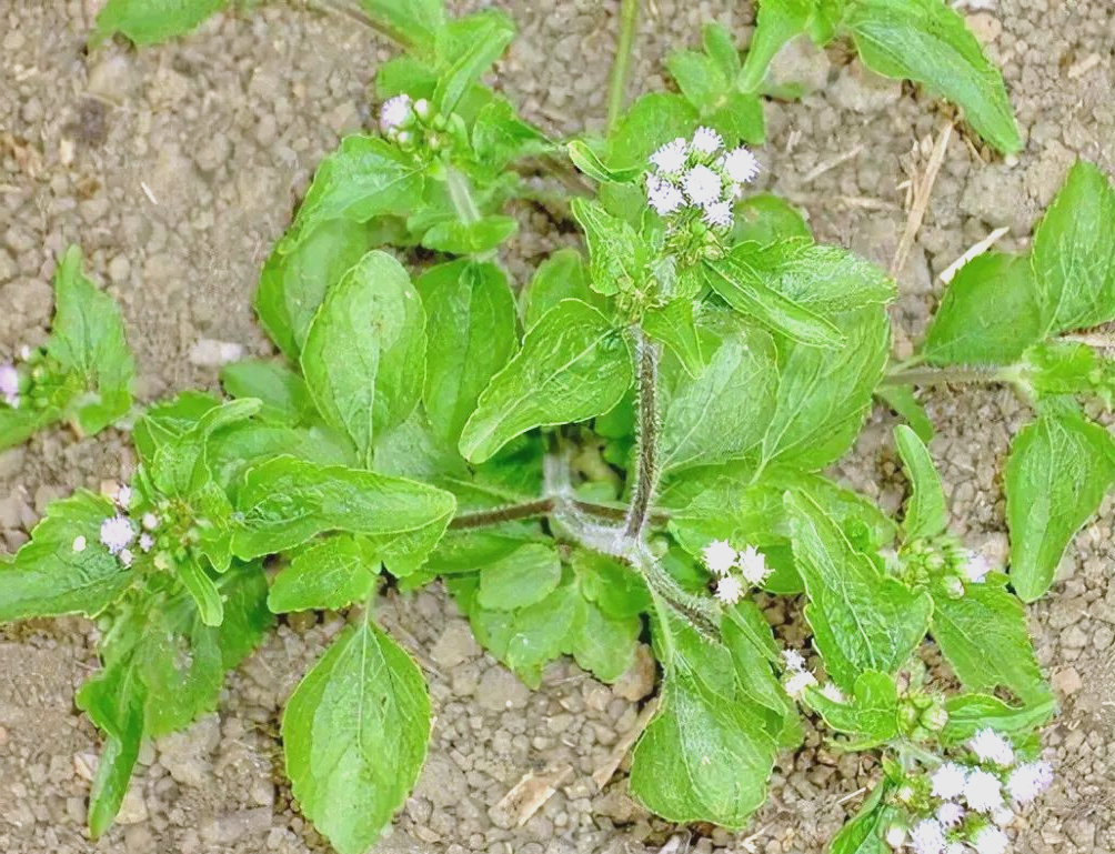 中医普及学堂:白花臭草的多重健康应用