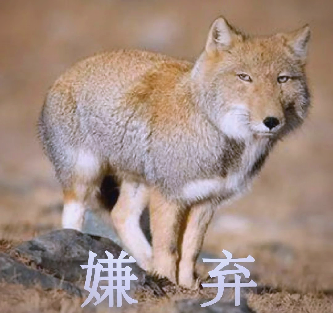 众多表情包中的动物形象