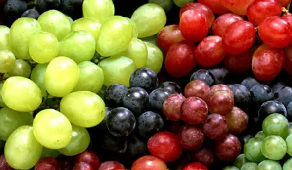 罗马红宝石葡萄品种介绍