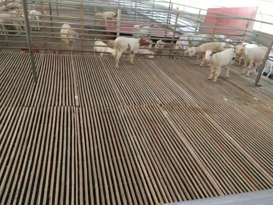 羊舍羊床漏粪板 结实好用