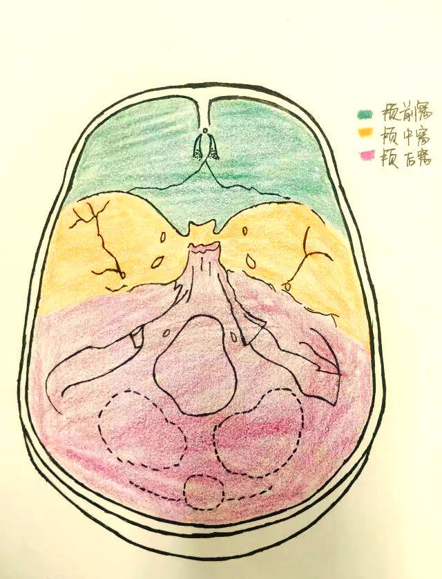 揭秘颅底内面观:结构与临床应用