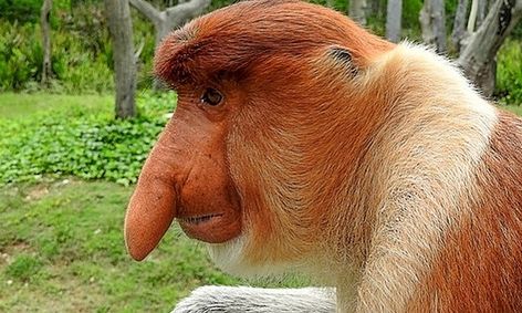 太奇妙了,新奇动物秀!秀!秀!