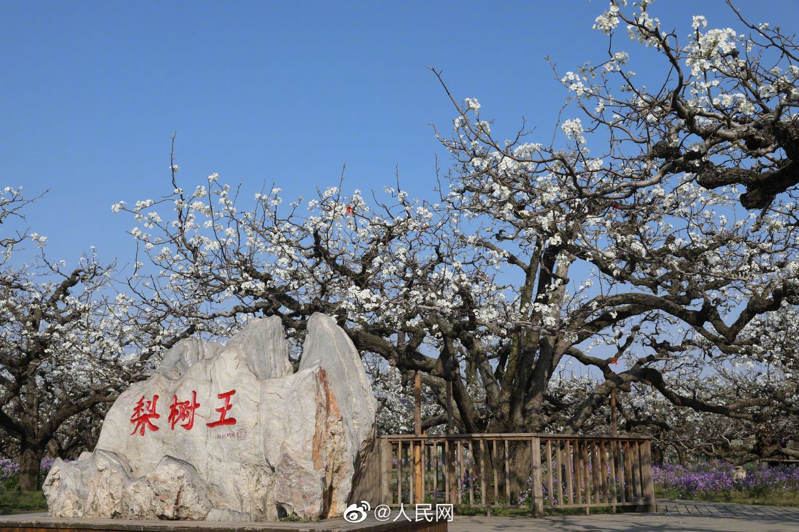 砀山梨园风景区图片