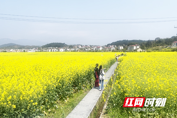 茶陵油菜花图片